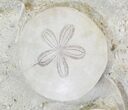 Spectacular Fossil Sand Dollar Cluster With Whale Bone #22840-3